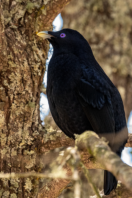 Satin Bowerbird, Australian Endemic, Girraween NP, Australia