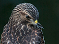 Index to Richard Becker's Bird Images