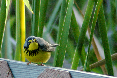 Canada Warbler, Leonabelle Turnbull Birding Center, Port Aransas, Texas