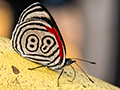 Anna's 88 Butterfly, Parque Nacional do Igua�u, Brazil and Parque Provincial Urugua-�, Argentina