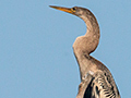 Anhinga, Cuiab� River, Porto Jofre, Brazil