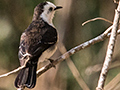 Black-backed Water-Tyrant, Cuiab� River, Porto Jofre, Brazil