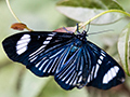 Butterflies 1, Parque Nacional do Igua�u, Brazil