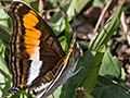 Butterfllies 2, Parque Nacional do Igua�u, Brazil