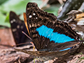 Argentine Butterflies, Parque Provincial Urugua-�, Argentina