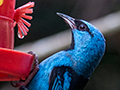 Blue Dacnis, Jardin de los Picaflores, Puerto Iguaz�, Argentina