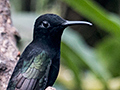 Black Jacobin, Jardin de los Picaflores, Puerto Iguaz�, Argentina