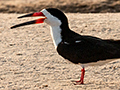 Black Skimmer, Cuiab� River, Porto Jofre, Brazil