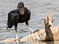Black Vulture Eating Dead Caiman, Cuiab� River, Porto Jofre, Brazil
