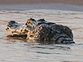 Spectacled Caiman, Cuiab� River, Porto Jofre, Brazil