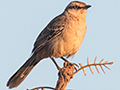 Chalk-browed Mockingbird, �gua Fria Dirt Road, Brazil