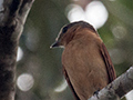Chestnut-crowned Becard, Iguaz� National Park, Argentina