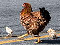 Chickens Near the Hotel S�o Gotardo, Itatiaia NP, Brazil