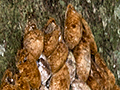 Cocoons, Iguaz� National Park, Argentina