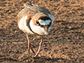 Collared Plover, Cuiab� River, Porto Jofre, Brazil