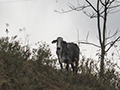 Farm Scene, en route S�o Gotardo to Ubatuba, Brazil
