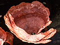 Fungus, Parque Provincial Urugua-�, Argentina