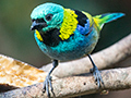 Green-headed Tanager, Jardin de los Picaflores, Puerto Iguaz�, Argentina