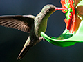 Gilded Hummingbird, Jardin de los Picaflores, Puerto Iguaz�, Argentina