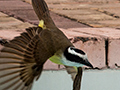 Great Kiskadee, Parque Nacional do Igua�u, Brazil