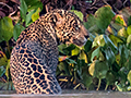 Jaguar, Cuiab� River, Porto Jofre, Brazil