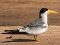 Large-billed Tern, Cuiab� River, Porto Jofre, Brazil