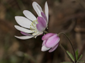 Magenta Flowers, Hotel S�o Gotardo, Parque Nacional do Itatiaia, Brazil