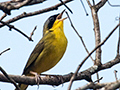 Masked Yellowthroat, Iguaz� National Park, Argentina