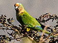 Peach-fronted Parakeet, �gua Fria Dirt Road, Brazil