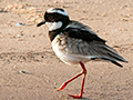 Pied Lapwing, Cuiab� River, Porto Jofre, Brazil