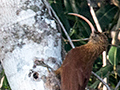 Red-billed Scythebill, Cuiab� River, Porto Jofre, Brazil