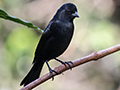 Ruby-crowned Tanager, Jardin de los Picaflores, Puerto Iguaz�, Argentina