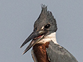 Ringed Kingfisher, Cuiab� River, Porto Jofre, Brazil