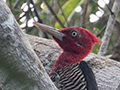 Robust Woodpecker, Iguaz� National Park, Argentina