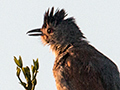 Rufous-winged Antshrike, �gua Fria Dirt Road, Brazil