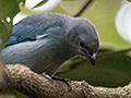 Sayaca Tanager, Foz do Igua�u, Brazil