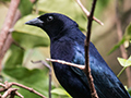 Shiny Cowbird, Jardin de los Picaflores, Puerto Iguaz�, Argentina