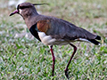 Southern Lapwing, Orquideas Hotel, Puerto Iguaz�, Argentina
