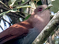 Squirrel Cuckoo, Iguaz� National Park, Argentina