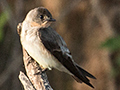 Southern Rough-winged Swallow, Cuiab� River, Porto Jofre, Brazil