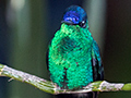 Violet-capped Woodnymph, Jardin de los Picaflores, Puerto Iguaz�, Argentina