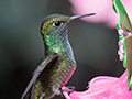 Versicolored Emerald, Jardin de los Picaflores, Puerto Iguaz�, Argentina