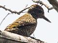 White-spotted Woodpecker, Parque Provincial Urugua-�, Argentina