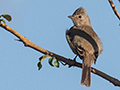 Yellow-bellied Elaenia, �gua Fria Dirt Road, Brazil