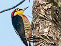 Yellow-fronted Woodpecker, Iguaz� National Park, Argentina