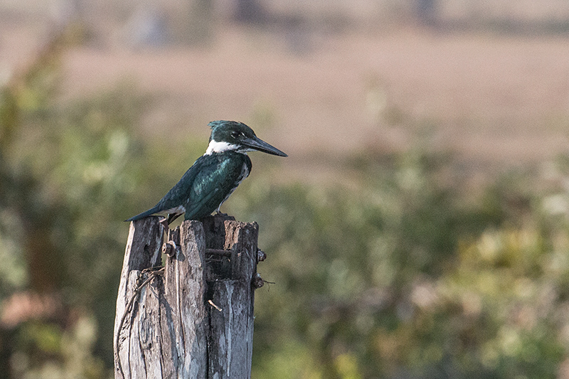 Amazon Kingfisher, Piuval Lodge, Brazil