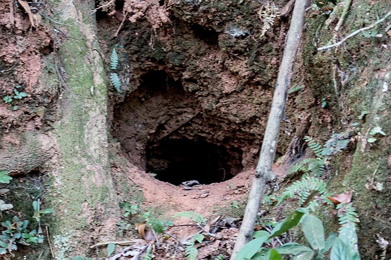 Amazonian Motmot Nest Burrow, Chapada dos Veadeiros National Park, Brazil