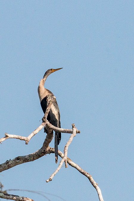 Anhinga, Cuiab� River, Porto Jofre, Brazil 