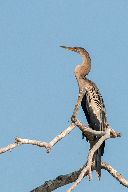 Anhinga, Cuiabá River, Porto Jofre, Brazil