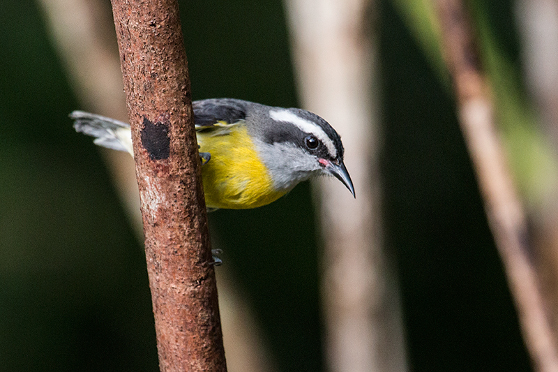 Bananaquit, Jonas’s Feeders, Folha Seca Road, Ubatuba, Brazil